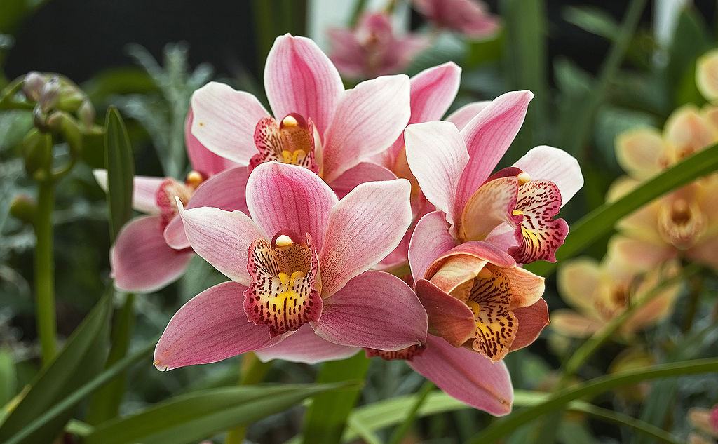 cymbidiums