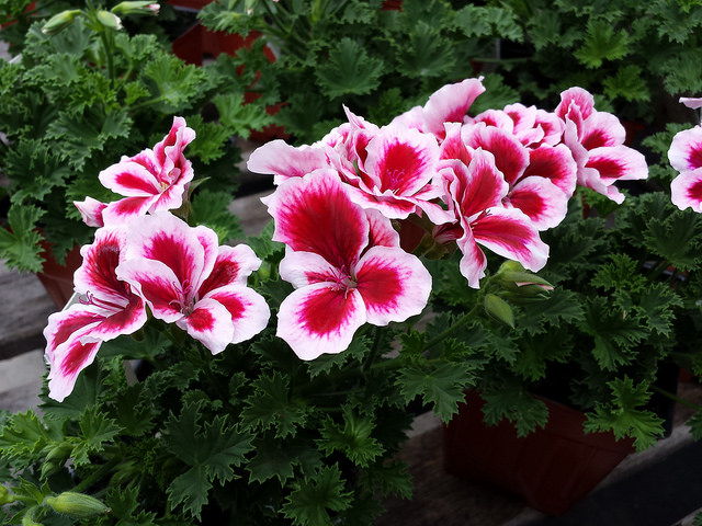 geraniums