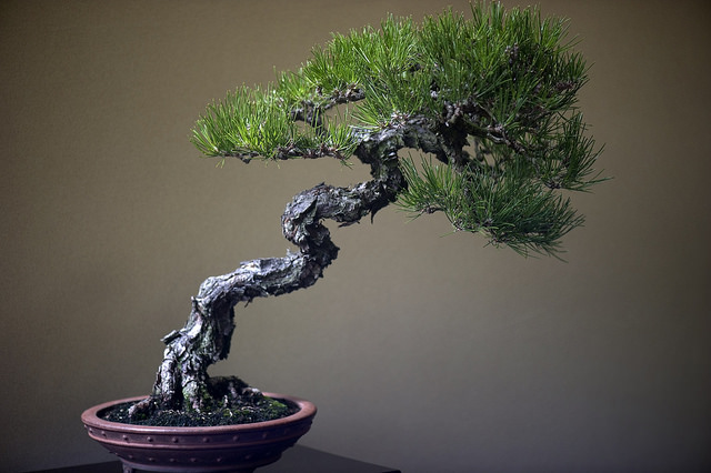 bonsai tree