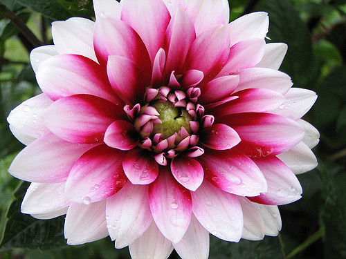 dahlia