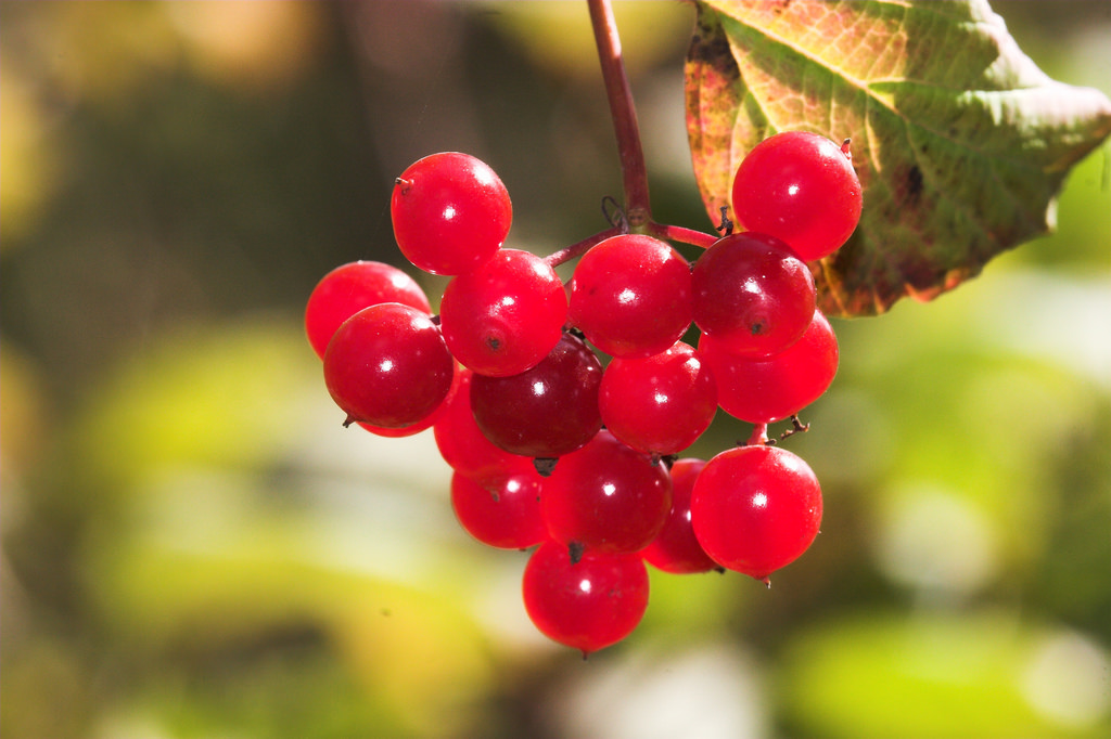 Berries