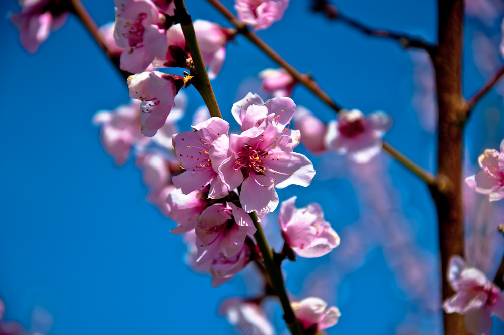 flowering tree