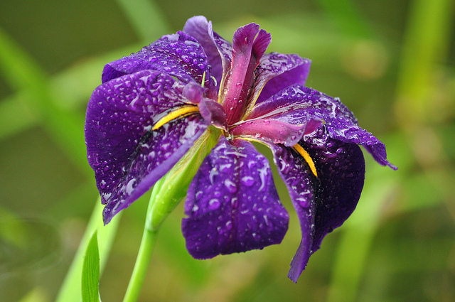 iris