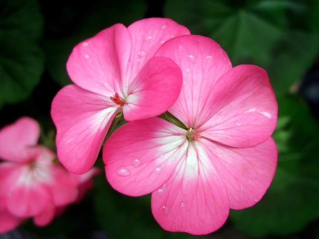 geraniums