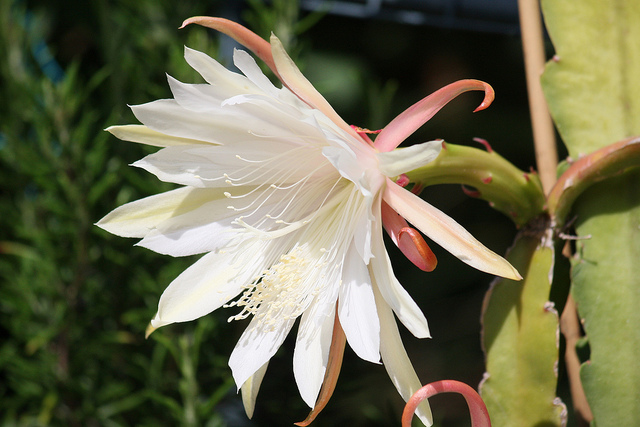 epiphyllum