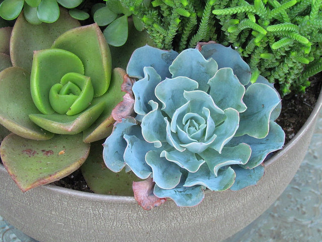 succulents