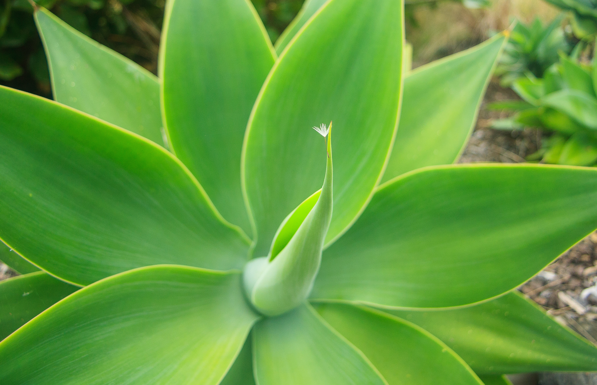 agave