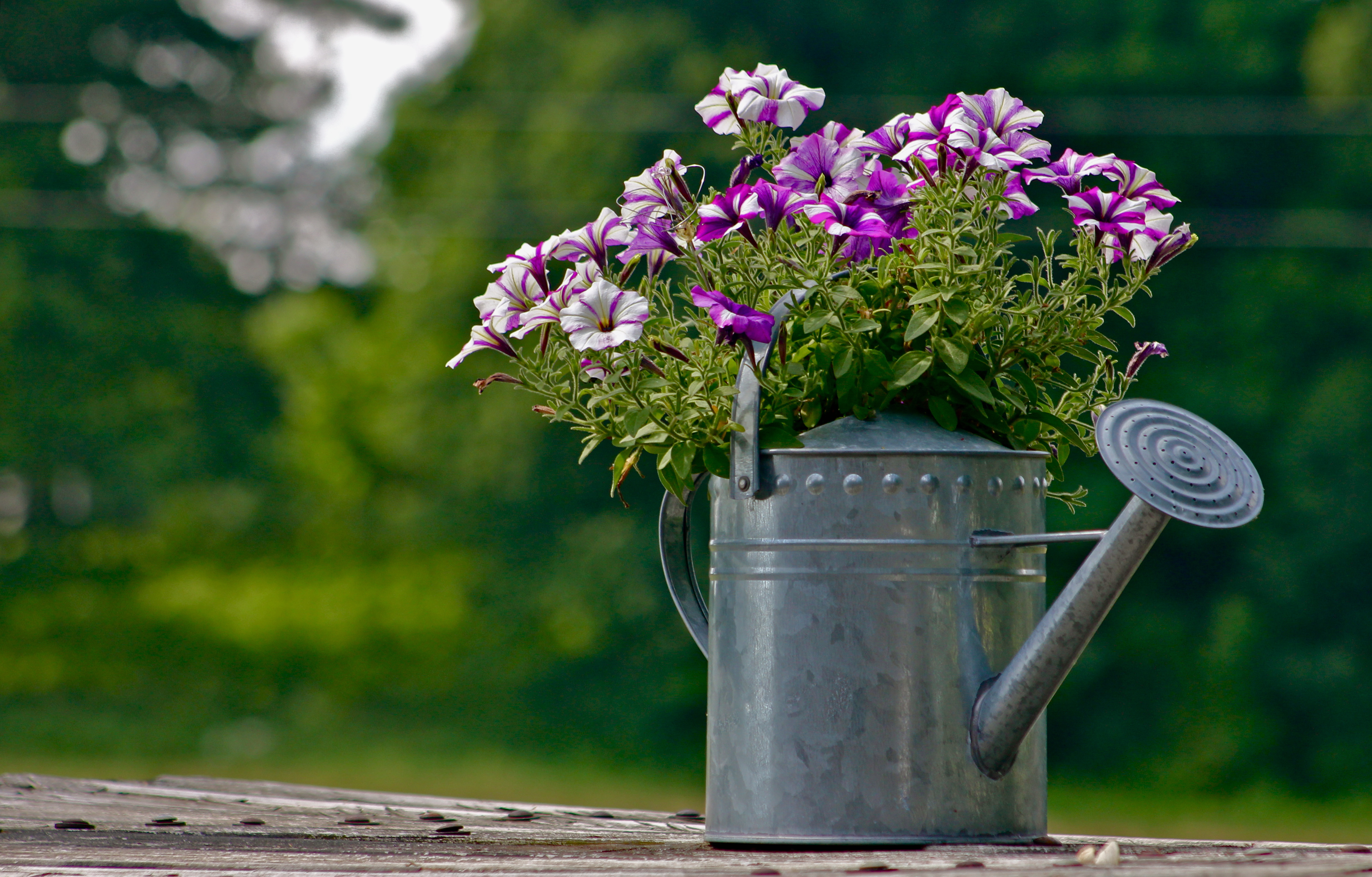 watering can with flowers